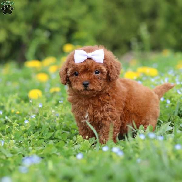 Precious, Cavapoo Puppy